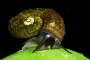 Megalovalvata baicalensis (Baikal lake) by Mathieu Foulquié 